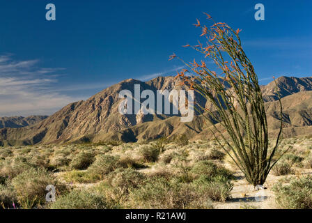 Fleurs de la société Coyote Canyon avec San Ysidro Montagnes à distance à Anza Borrego Desert State Park, désert de Sonora, California, USA Banque D'Images