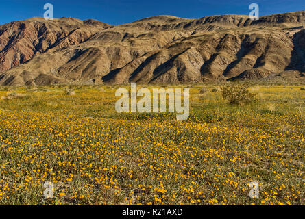 Domaine de tournesols du désert au printemps, Henderson Canyon Road, Borrego Valley, Coyote Mountain, Anza Borrego Desert State Park, Californie, USA Banque D'Images