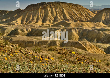 Tournesols fleurir dans le désert de l'est le printemps avec Mesa de Carrizo de Badlands Grottes du vent à Anza Borrego Desert zone State Park, Californie, USA Banque D'Images