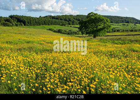 Plein champ de renoncules près de Kildale village dans le North York Moors national park Banque D'Images