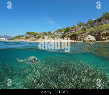 Littoral de plage dans la ville de Roses et un poisson avec les herbiers sous l'eau, vue fractionnée de la moitié au-dessus et au-dessous de la surface, l'Espagne, Costa Brava, mer Méditerranée Banque D'Images