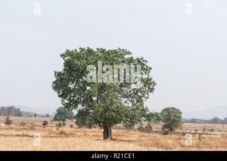 Un Banyan Tree indien avec vue sur le centre de la rizière. Banque D'Images