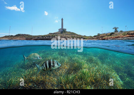Littoral avec un phare de Cabo de Palos en Espagne et herbacé avec des fonds marins sous l'eau du poisson et partagé au-dessus et au-dessous de la surface, mer Méditerranée Banque D'Images