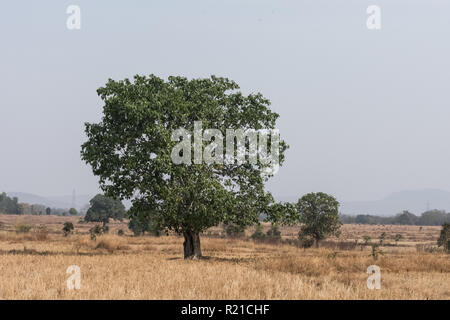 Un Banyan Tree indien avec vue sur le centre de la rizière. Banque D'Images