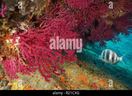 Red gorgones Paramuricea clavata avec un zèbre de la dorade poisson sous mer Méditerranée, Cap de Creus, Costa Brava, Espagne Banque D'Images