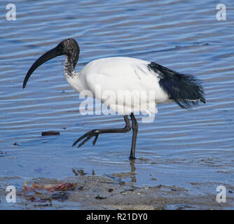 Ibis sacré africain Banque D'Images