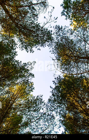 À la recherche à travers les arbres dans une forêt d'un ciel bleu pâle. Banque D'Images