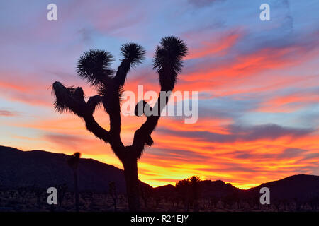 Joshua trees at sunset, Joshua Tree National Park, California, USA Banque D'Images