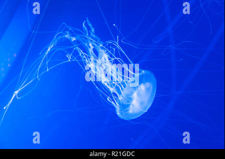 Atlantic Sea Nettle Jellyfish dans l'Oceanografic bâtiment à la Cité des Arts et des Sciences, Valence, Espagne. Banque D'Images