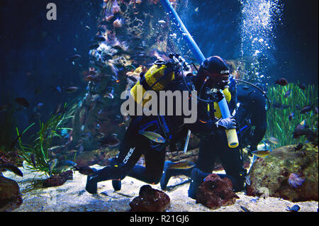 Divers effectuer la maintenance à l'aquarium à l'Oceanografic à la Cité des Arts et des Sciences, Valence, Espagne. Banque D'Images