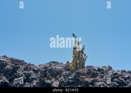 La Couronne du diable d'une panga- des affleurements de roches ignées et les cactus, parc national des Îles Galapagos, l'île de Floreana, Equateur Banque D'Images