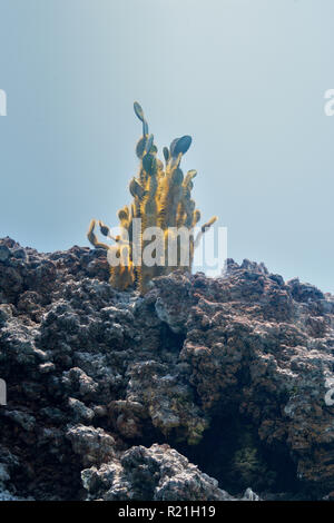 La Couronne du diable d'une panga- des affleurements de roches ignées et les cactus, parc national des Îles Galapagos, l'île de Floreana, Equateur Banque D'Images