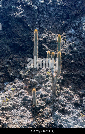 La Couronne du diable d'une panga- des affleurements de roches ignées et les cactus, parc national des Îles Galapagos, l'île de Floreana, Equateur Banque D'Images