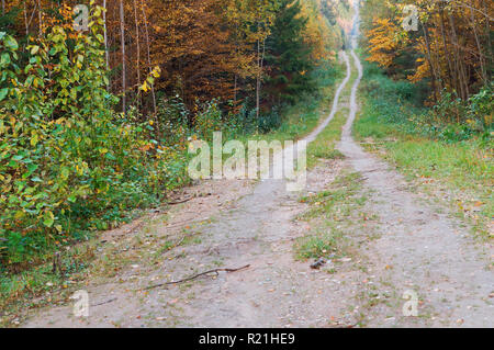 Un long chemin dans la forêt, un chemin dans la forêt d'automne Banque D'Images