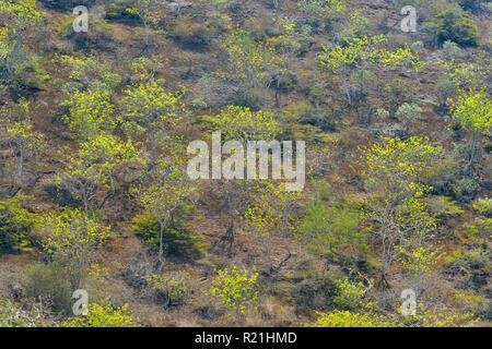 Palo Santo arbres avec le feuillage frais sur les pentes Floreana, Galapagos Islands National Park, l'île de Floreana, Equateur Banque D'Images