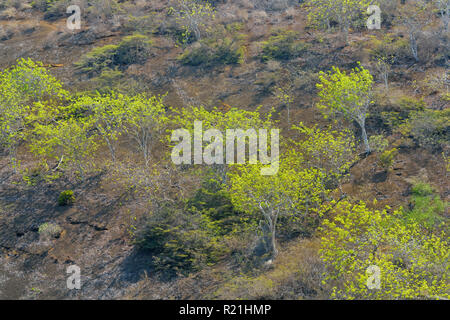 Palo Santo arbres avec le feuillage frais sur les pentes Floreana, Galapagos Islands National Park, l'île de Floreana, Equateur Banque D'Images