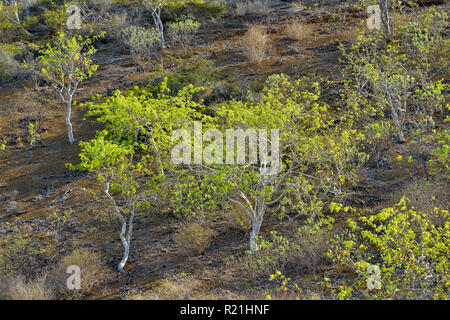 Palo Santo arbres avec le feuillage frais sur les pentes Floreana, Galapagos Islands National Park, l'île de Floreana, Equateur Banque D'Images