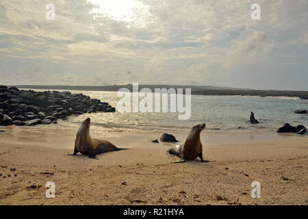 Les lions de mer se prélasser sur la plage, le parc national des Îles Galapagos, l'île Espanola (Hood), Punta Suarez, l'Équateur Banque D'Images