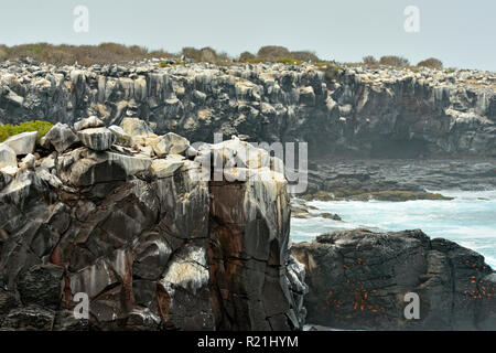 Falaises rocheuses avec une colonie de reproduction de Nazca booby, parc national des Îles Galapagos, l'île Espanola (Hood), Punta Suarez, l'Équateur Banque D'Images