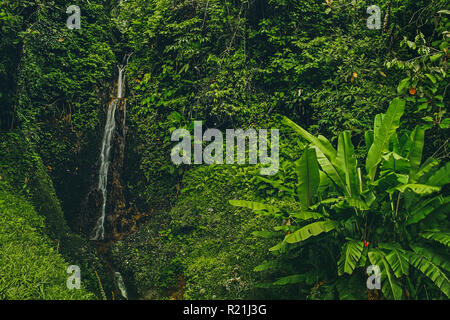Belle cascade à côté d'un bananier dans raindforest du Costa Rica Banque D'Images