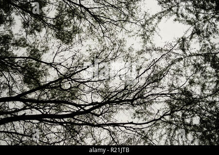 Vue de dessous les branches de grands arbres entrelacés, détails de la nature les uns avec les autres. belle nature background Banque D'Images