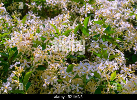 Jasmine crêpe crêpe (aussi appelé jasmin) est un joli petit arbuste de forme arrondie et se colorent de fleurs qui rappelle de gardenias. Banque D'Images