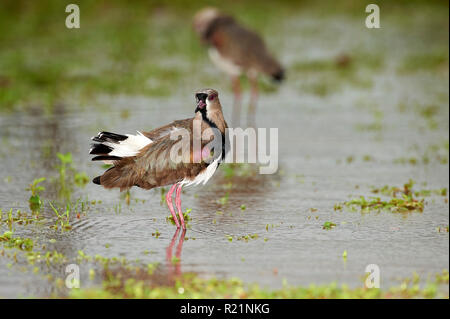 Le sud de sociable (vanellus chilensis), Araras Ecolodge, Mato Grosso, Brésil Banque D'Images