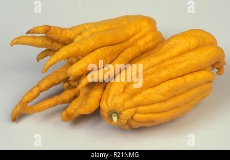 Fabricants CITRONS 'la main de Bouddha' (Citrus Medica) RUTACEAE. Banque D'Images