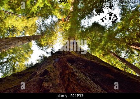 Jusqu'à dans la Forêt de Redwood Banque D'Images