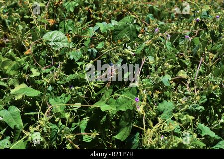 Sauterelle Brachystola plaines Lubber (Magna) sur les feuilles Banque D'Images