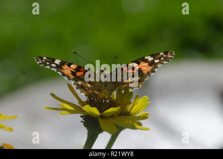 Peinte Lady papillon perchoirs sur une fleur de zinnia jaune, jardin communautaire, Maine, Banque D'Images