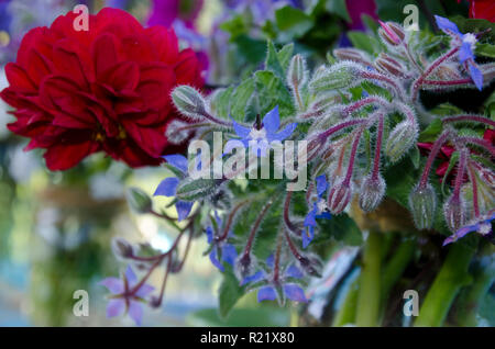 La bourrache, la trientale boréale, Boraginacées avec dahlia dans la rosée du matin, Maine, USA Banque D'Images