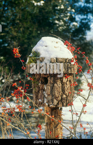 Cabane d'écorce à la main couverte de neige de l'hiver et de la mousse aux fruits rouges enroulée autour d'elle, USA Banque D'Images