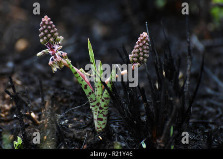 Une plante exotique Ledebouria vert (ledebouria revoluta) augmente parmi les herbes brûlées Banque D'Images