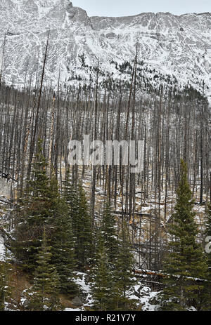 Un paysage vertical droit d'arbres brûlés dans un incendie de forêt en 2015 devestating à Medicine Lake dans le Parc National Jasper Alberta Canada Banque D'Images