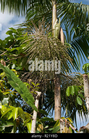 L'Açaï (Euterpe oleracea) Palm avec fruits frais, près de Belem sur le Rio Guama, Amérique du Brésil Banque D'Images