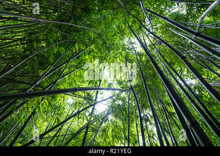 Forêt de bambou sur l'Pipiwai Trail (Parc National de Haleakala, Maui, Hawaii) Banque D'Images