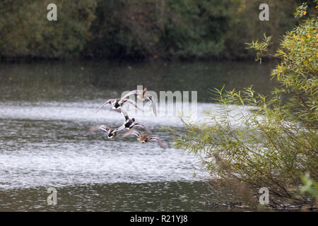 5 canard colvert volant à vitesse supérieure à une rivière sous la pluie Banque D'Images