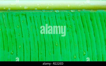 Gouttes d'eau sur la feuille de bananier Banque D'Images