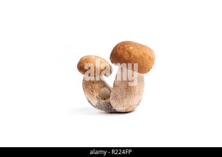 Récolté à l'automne des champignons comestibles double cèpes (Boletus edulis) connu sous le nom de champignons porcini isolé sur fond blanc. Banque D'Images