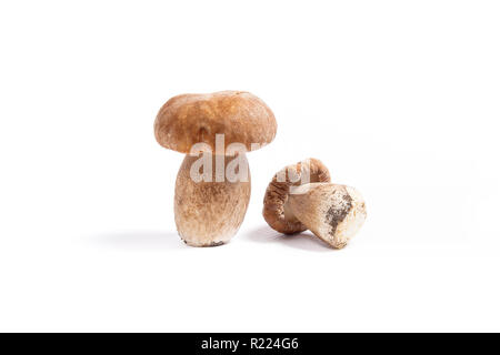 Récolté à l'automne des champignons comestibles boletus edulis (cèpes) connu sous le nom de cèpes isolé sur fond blanc. Banque D'Images