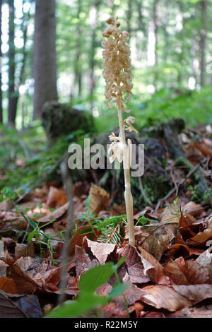 FICHTENSPARGEL . Dutchman's pipe Banque D'Images