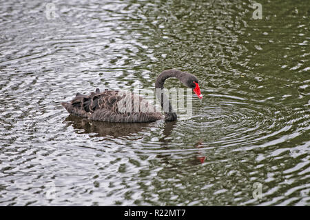 Black Swan dans un étang à distance sur l'île Nord de la Nouvelle-Zélande Banque D'Images