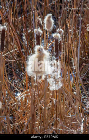 La quenouille à feuilles larges (Typha latifolia) les plantes à l'automne matin montrant la dispersion des graines dans le vent, Castle Rock Colorado nous. Photo prise en novembre. Banque D'Images