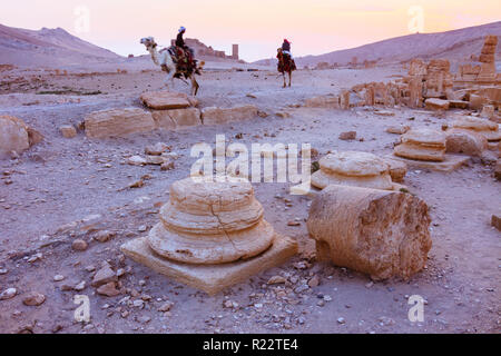 Palmyre, le Gouvernorat de Homs, Syrie - Mai 26th, 2009 : hommes bédouins monter des chameaux à travers les ruines de Palmyre au coucher du soleil. Banque D'Images