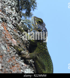 Un mâle bleu dirigé des ruisseaux (Acanthocercus rivale) aussi connu comme le sud de l'arbre, Agama agama à col noir, bleu-throated agama, grimpe dans un arbre un Banque D'Images