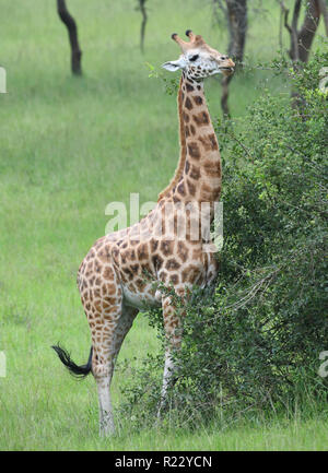 Une espèce en voie d'Rothschild Girafe (Giraffa camelopardalis rothschildi) déplacées à des fins de conservation de la Parc national Queen Elizabeth. Quee Banque D'Images