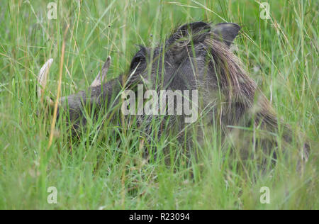 Personnes âgées un phacochère commun (Phacochoerus africanus) avec des défenses repose dans l'herbe haute. Le Parc national Queen Elizabeth, en Ouganda. Banque D'Images