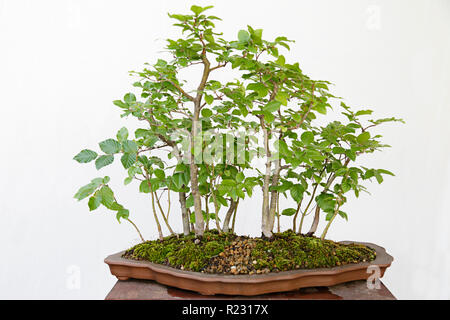 Recherche européenne ou le hêtre commun (Fagus sylvatica) bonsai sur une table en bois et fond blanc Banque D'Images