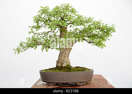 Politique L'aubépine (Crataegus monogyna) bonsai sur une table en bois et fond blanc Banque D'Images